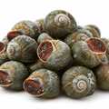 Frozen snails with shells, ready for gourmet cooking